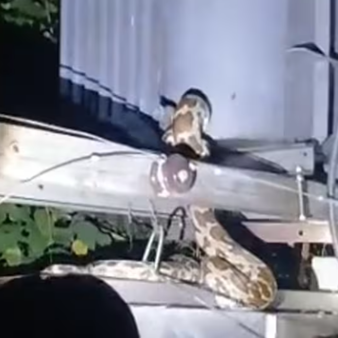 Python Inside Transformer Angamaly