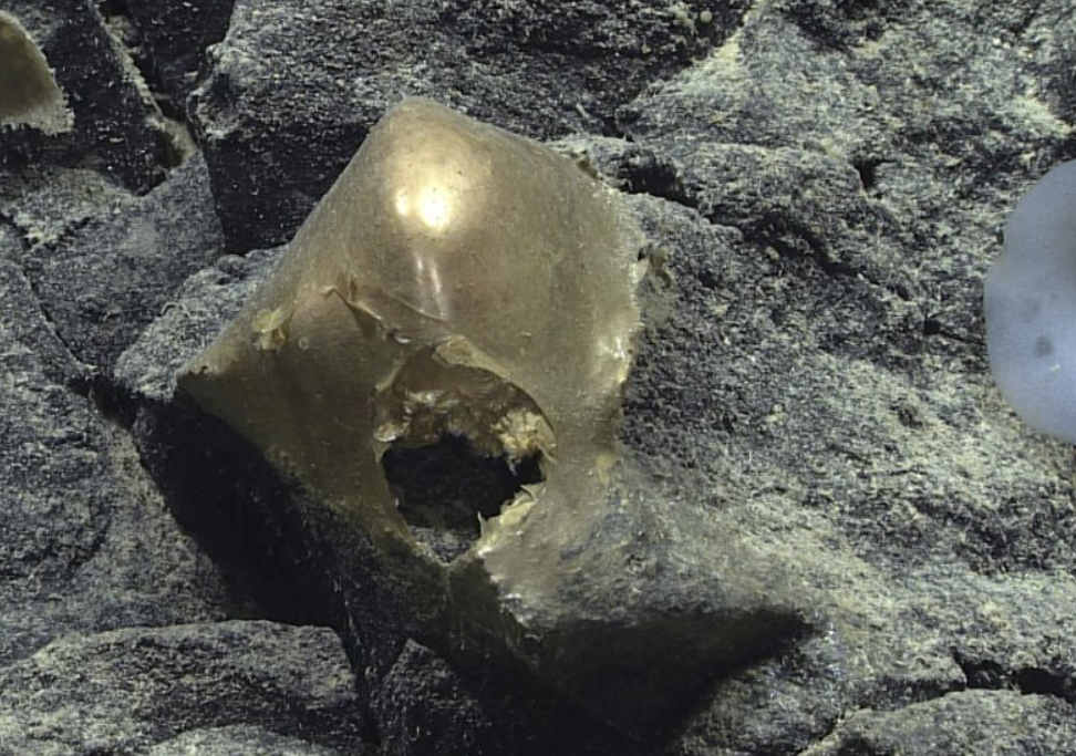 Golden Orb Mystery Solved