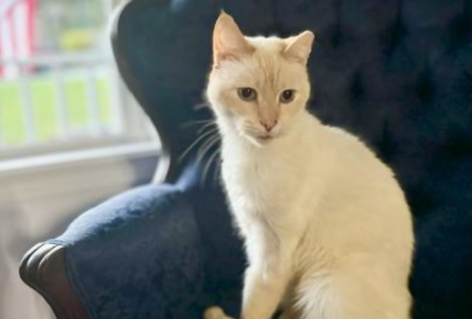 Cat Found After 7 Years