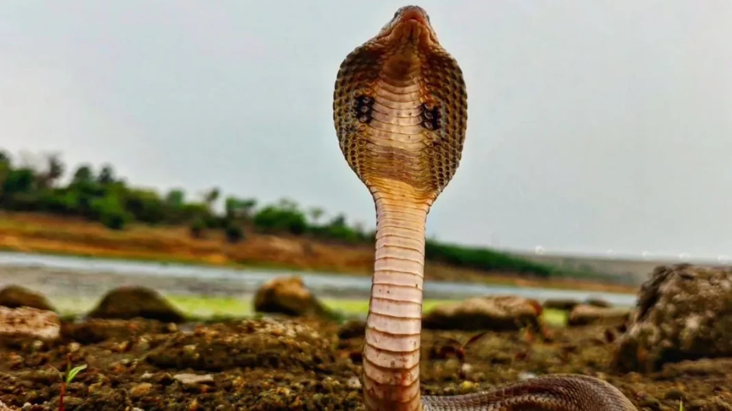 Idukki snake bite