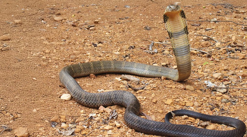 Thiruvananthapuram Snake Bite