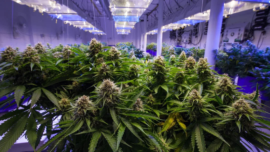 Bengaluru Airport Drug Seizure