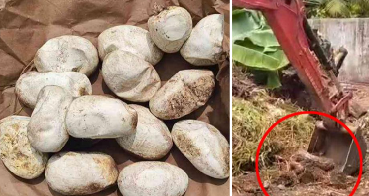 Python caught in Kochi