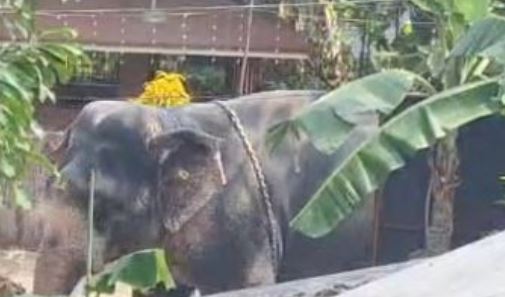 Elephant attack