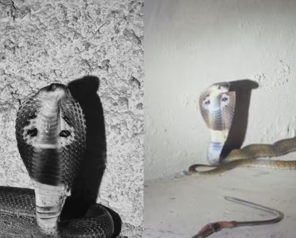 Thrissur Mathilakam Snake Rescue