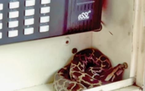 Python Rescue