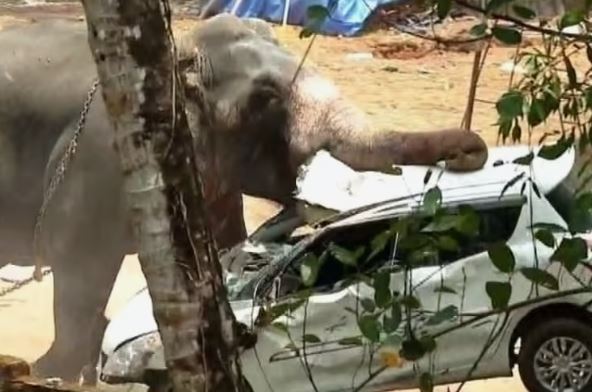 Elephant