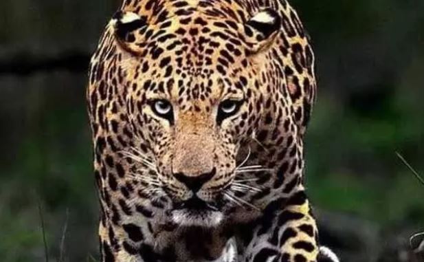 Leopard Attacks