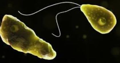 Amoebic Meningoencephalitis