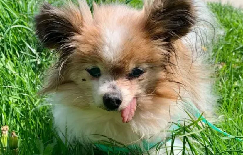World Oldest Dog Lazare Dies