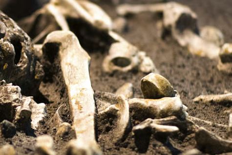  Human skeleton