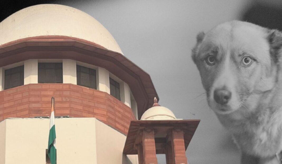 Supreme Court stray dog verdict