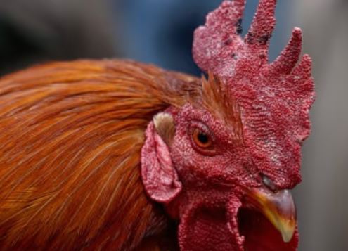 Elderly Woman Attacked By Aggressive Rooster