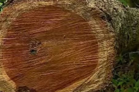 Muttil Tree Felling Case