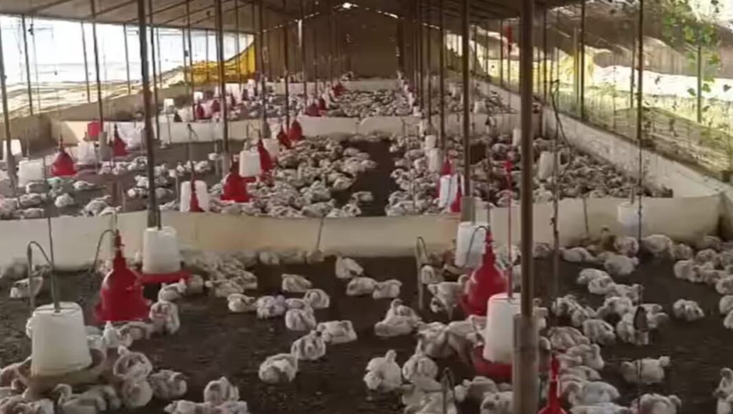 140 Chickens Die