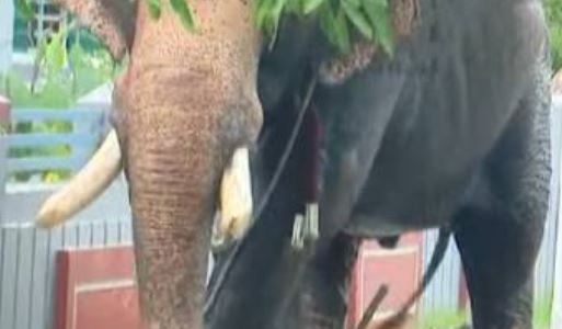 Thrissur Elephant Banned