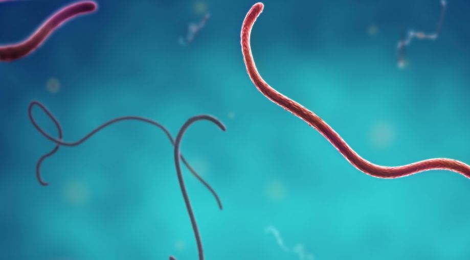 Rare Bundibugyo Ebola Outbreak