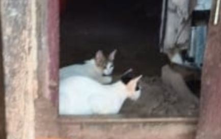 Pet Cats Save Family