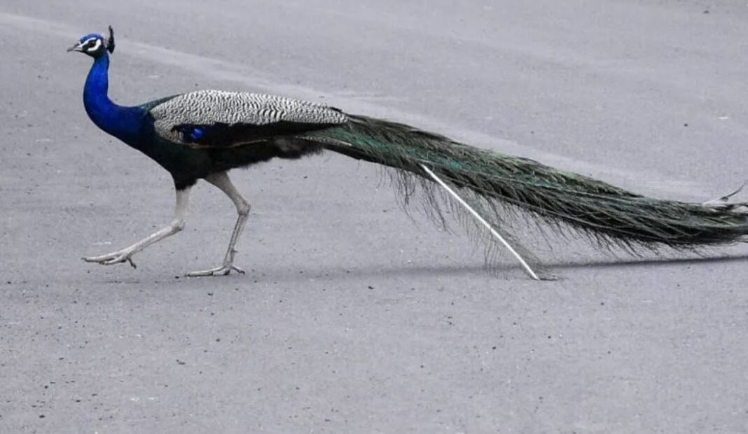 Peacock deaths