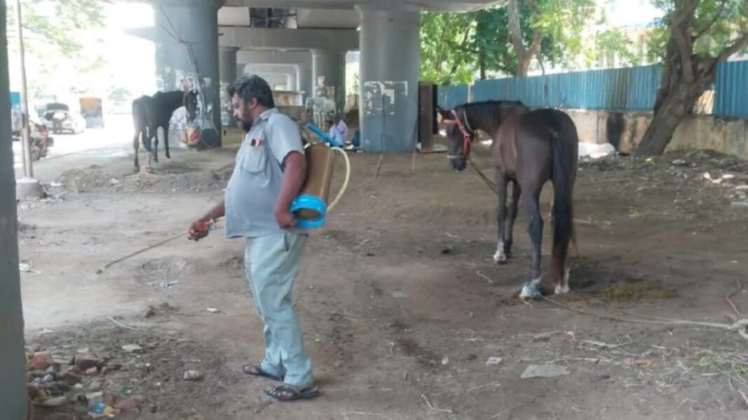 Glanders disease Chennai horses