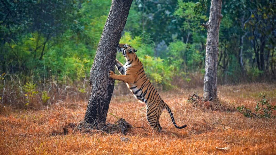 Maharashtra tiger attack