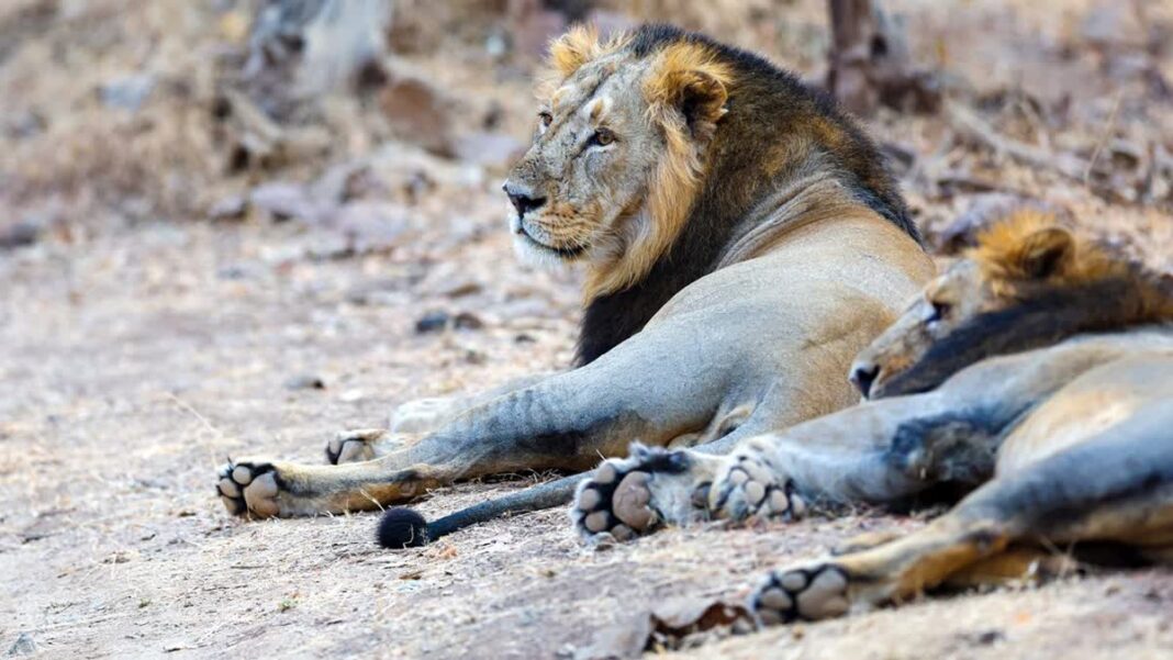 Asiatic lions death Gir forest