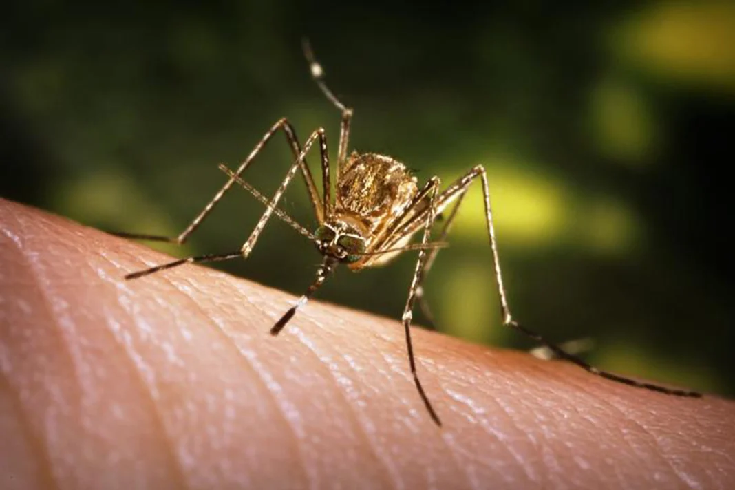 Japanese Encephalitis Cherthala