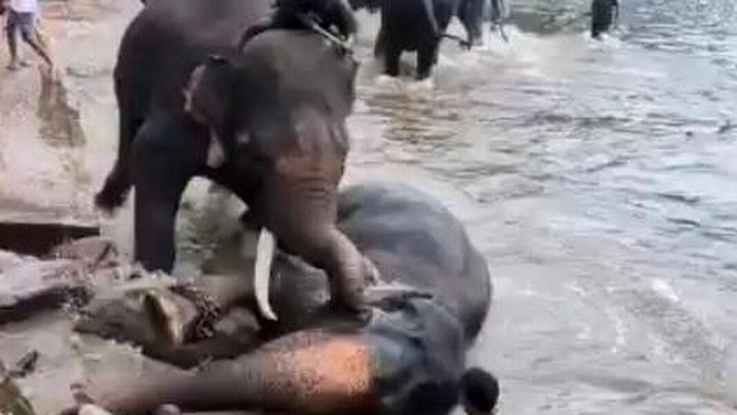 Dubare elephant camp accident Coorg