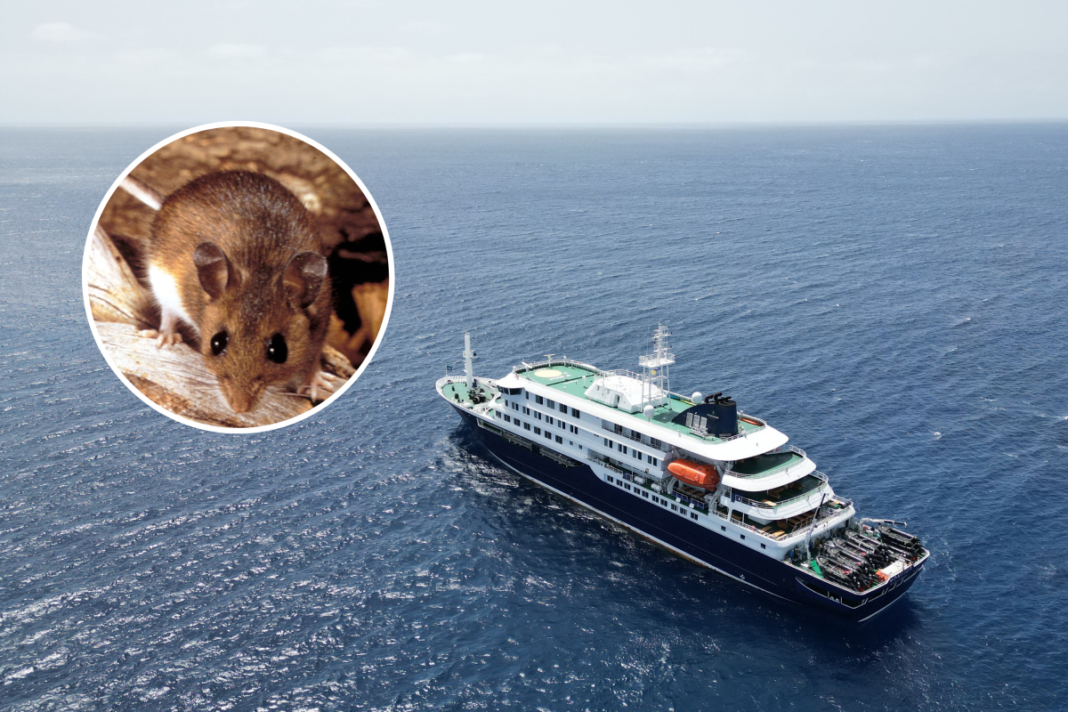 Hantavirus Cruise Ship