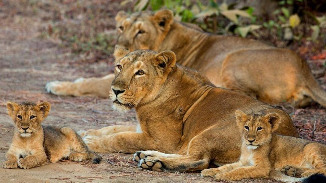 Asiatic lion cubs die Gir forest