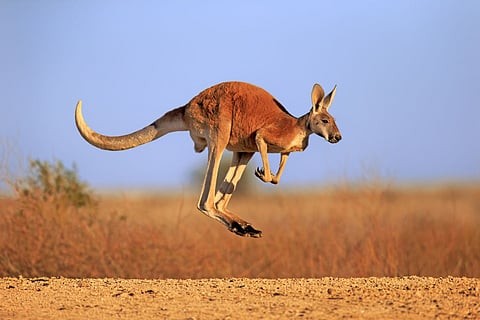 Land of More Kangaroos than People