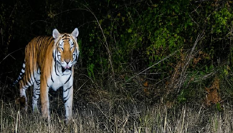 Arunachal Pradesh Bengal Tiger