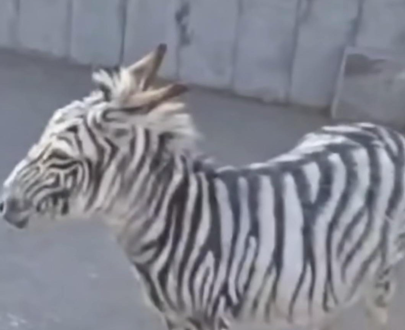 Armenia Zebra Painted Donkey