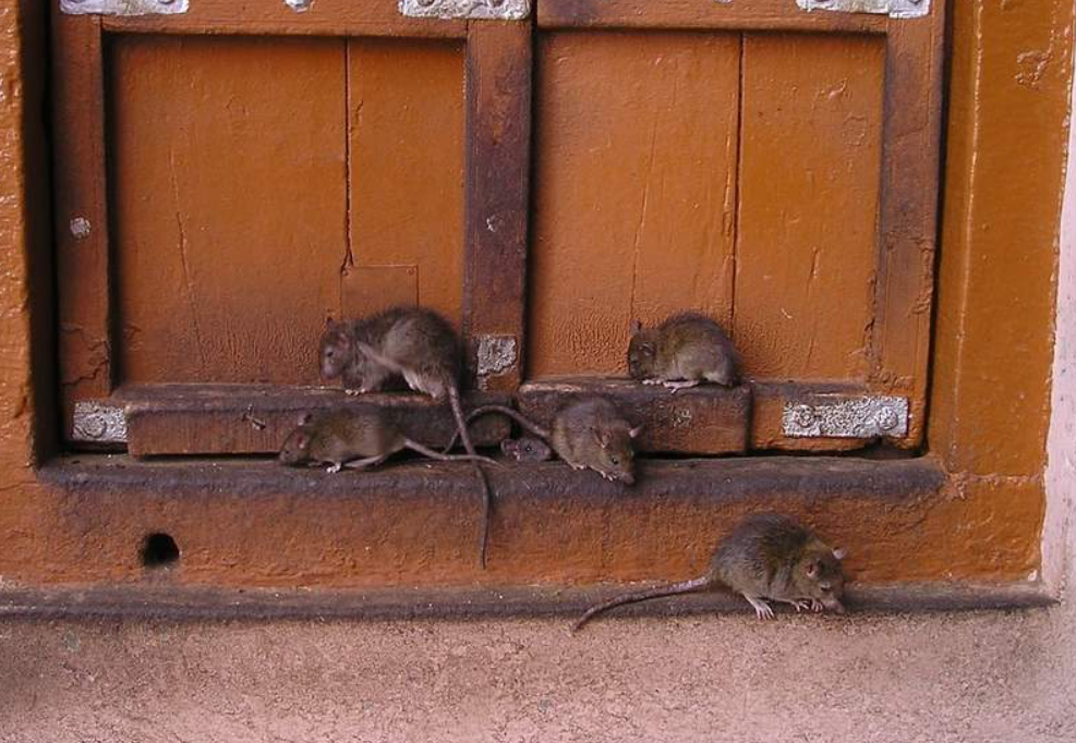 Gaza Rat Infestation
