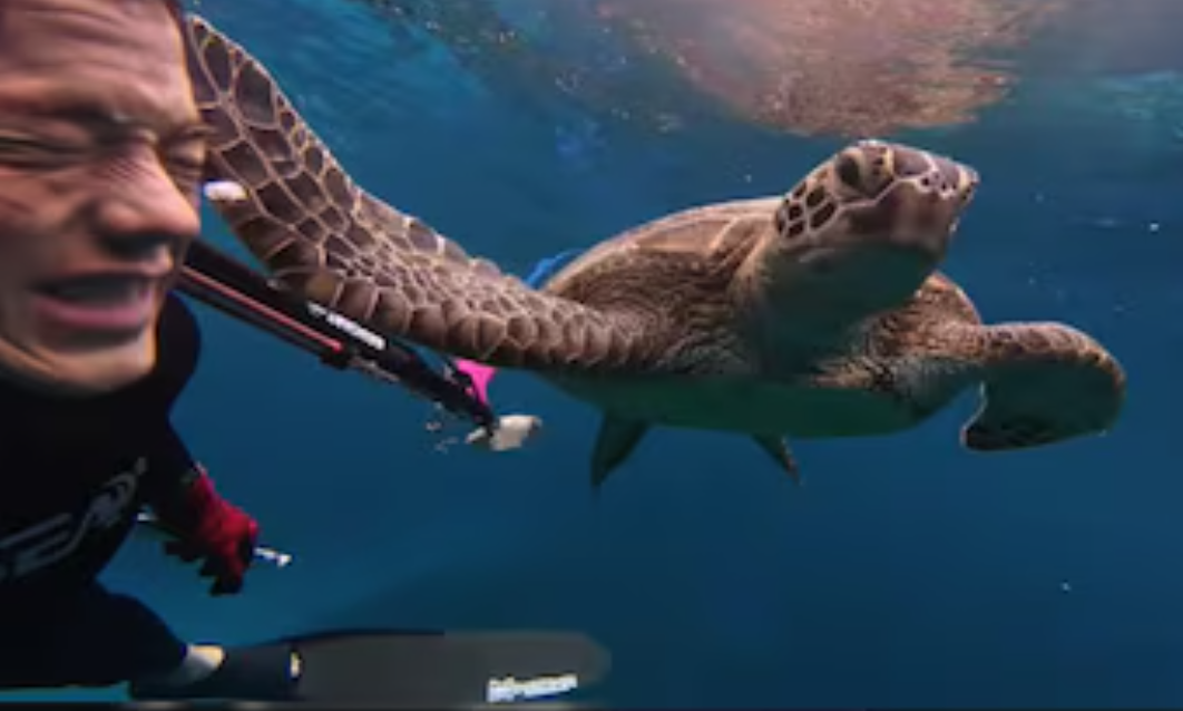 Diver Slapped by Turtle Video Viral