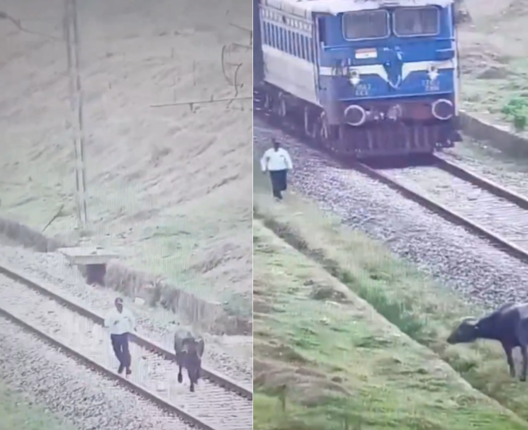 Indian Railways loco pilot saves buffalo