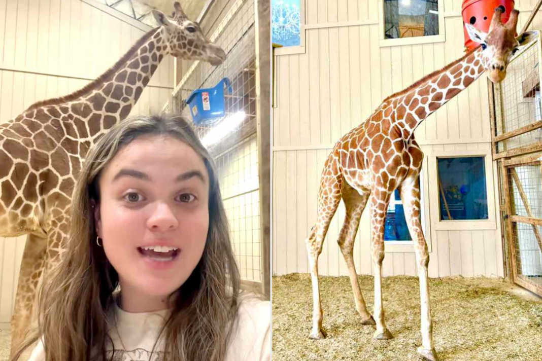 Giraffe Airbnb Oklahoma