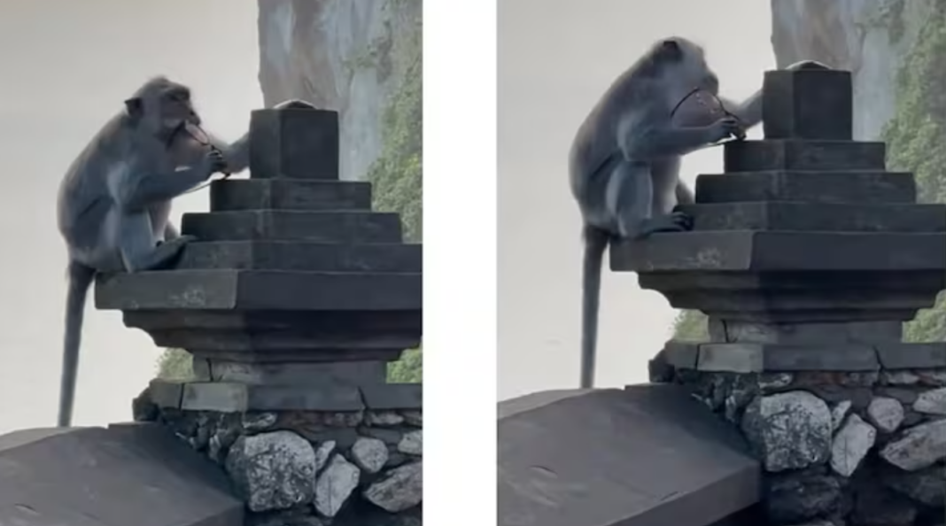 Bali monkey menace Uluwatu Temple