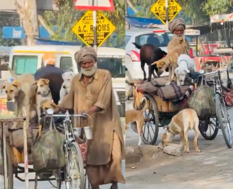 Elderly Man Dogs Viral Video