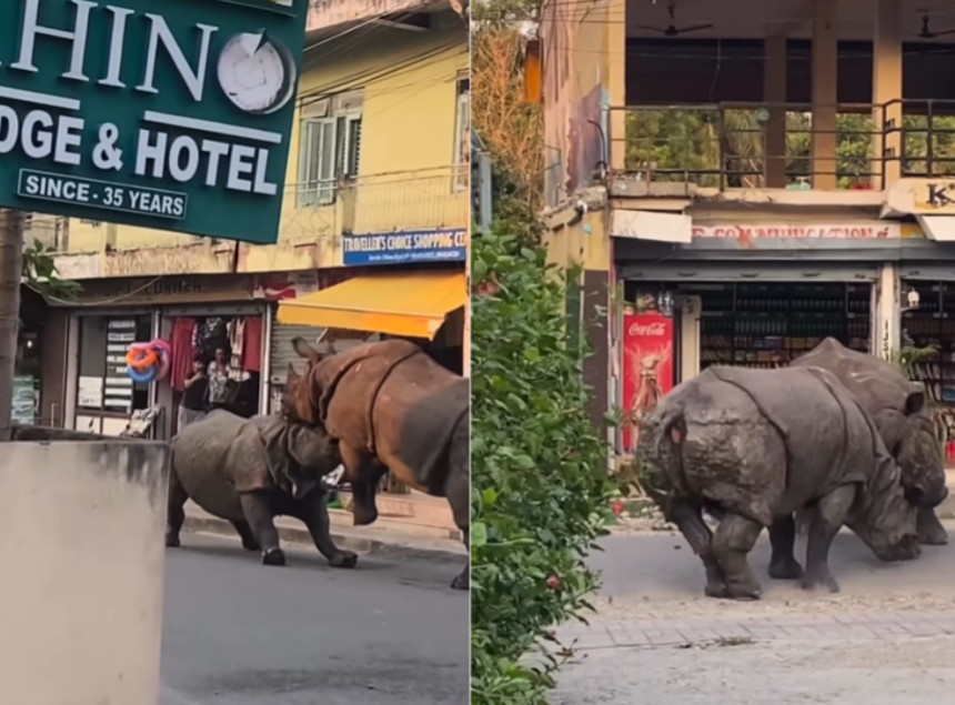 Rhino Fight Nepal