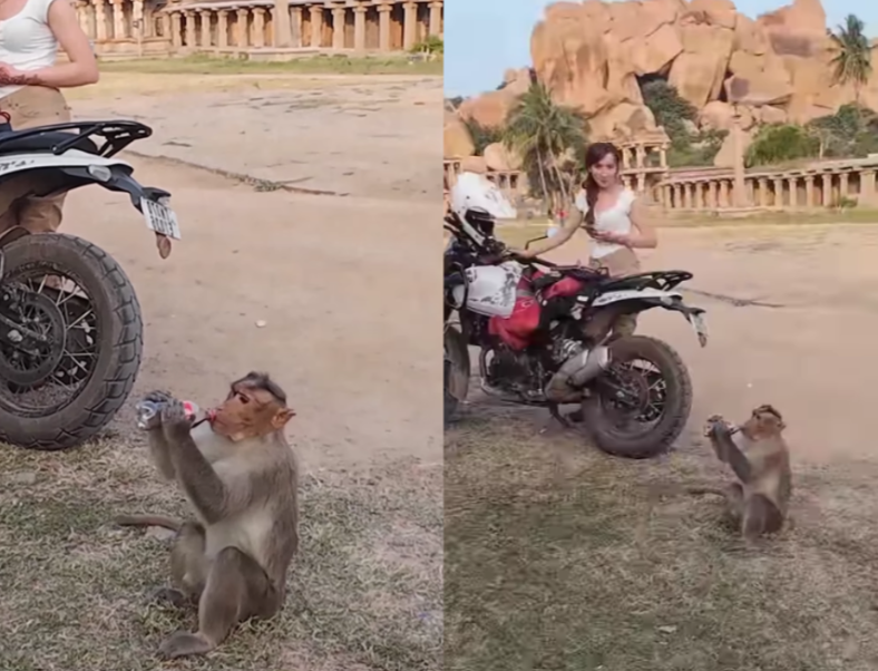 Monkey Steals Coca-Cola
