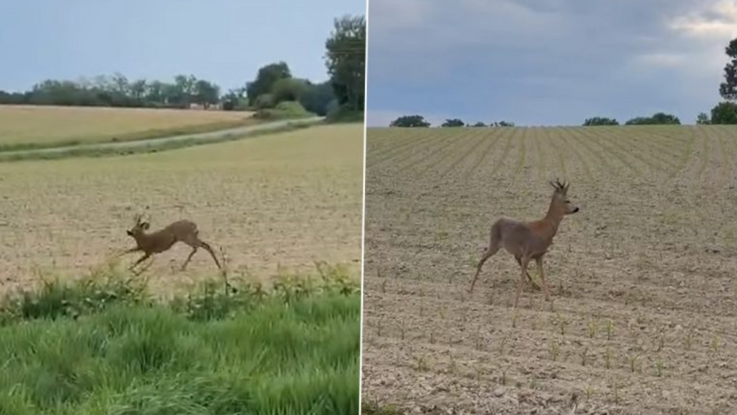 Drunk Deer France Video