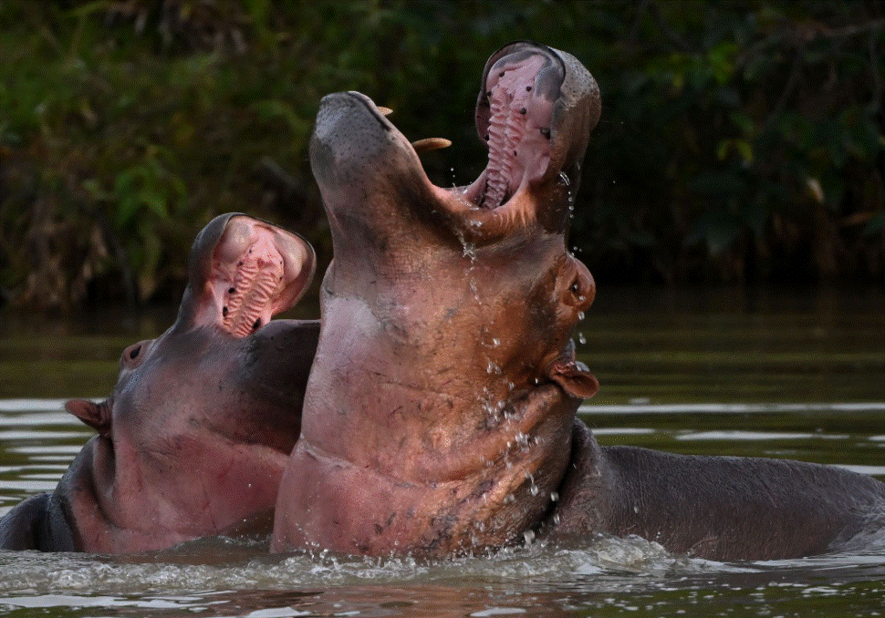 Pablo Escobar Cocaine Hippos