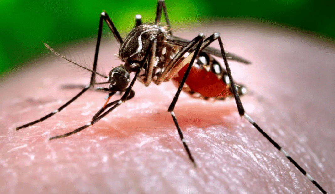 National Dengue Day