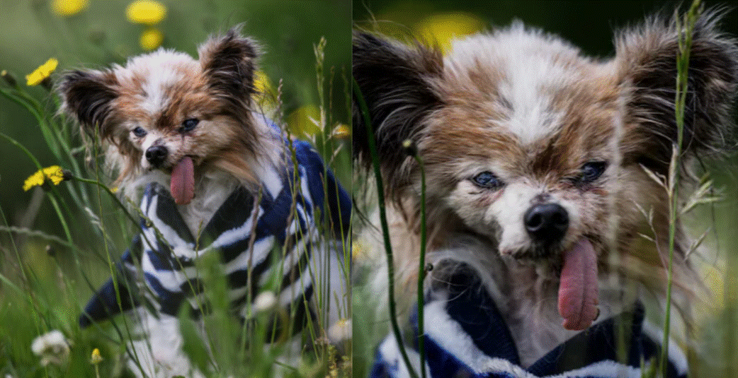 World Oldest Dog