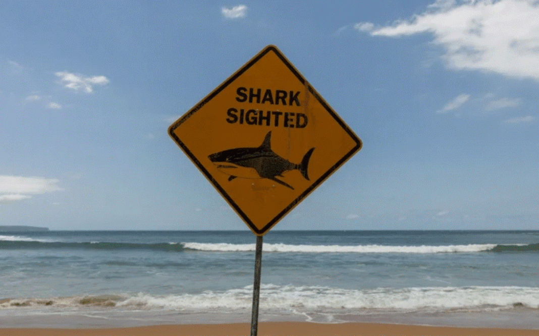 Shark Attack