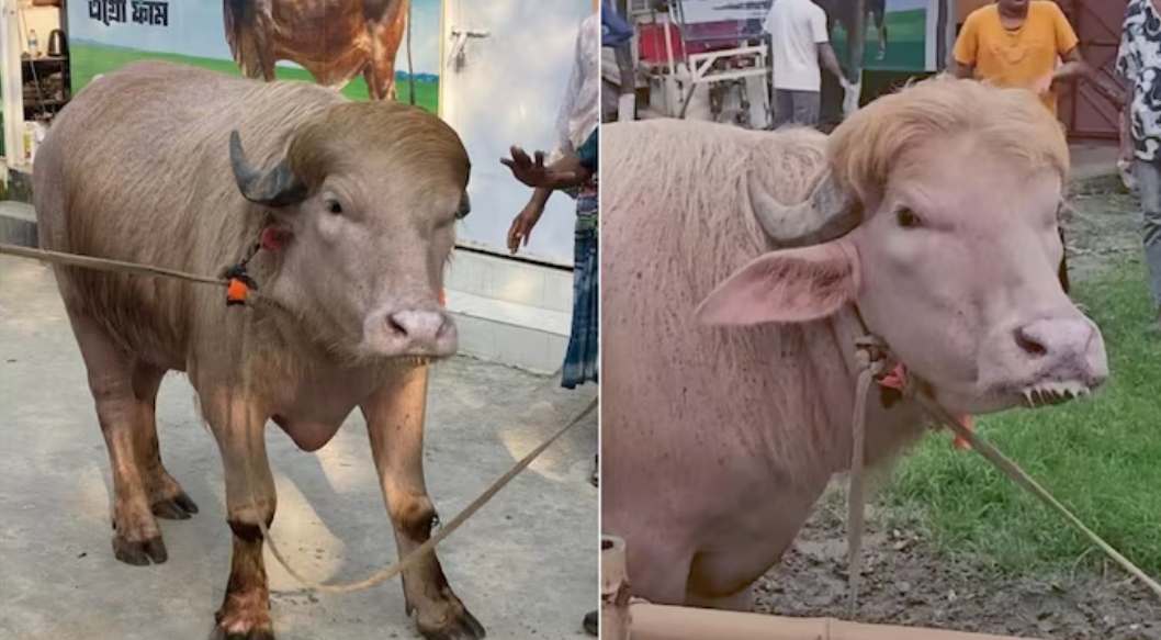 Donald Trump Buffalo Bangladesh