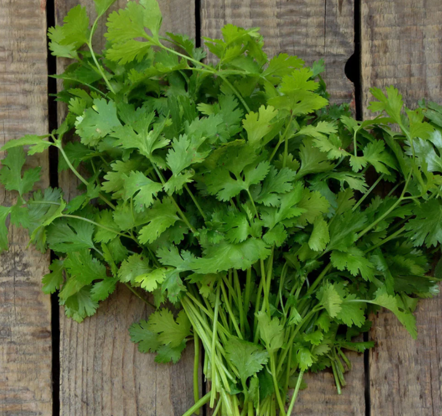 Coriander