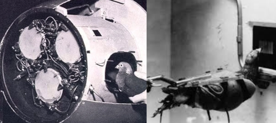 Project Pigeon