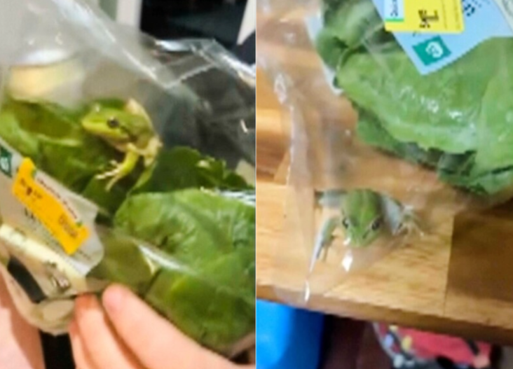 Live Frog Found Lettuce Bag Australia